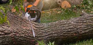 How Our Tree Care Process Works  in  Juarez, TX